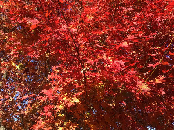 24.11.16-写真2--紅葉-600.jpg