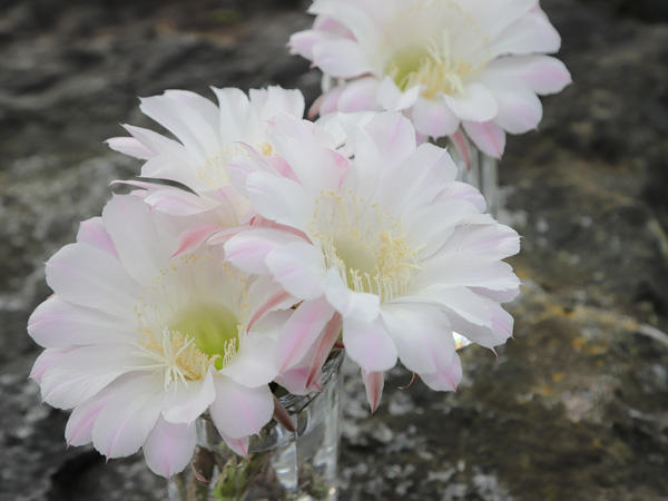 写真2-サボテンの花-600.jpg